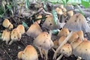 娱乐吃瓜菌生活中,吃瓜菌带你领略幕后风云