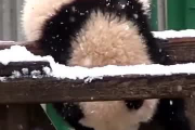 娱乐吃瓜熊,揭秘娱乐圈那些不为人知的幕后故事